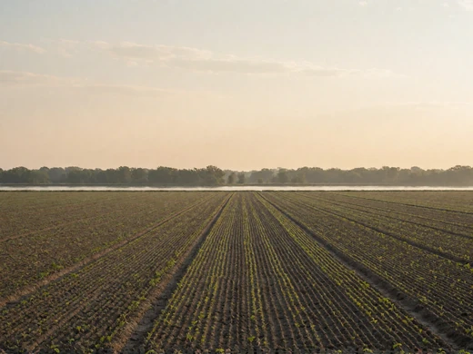 Mississippi Delta farmland with broad field rows and a distant tree line